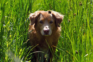 Chaplin June 2011